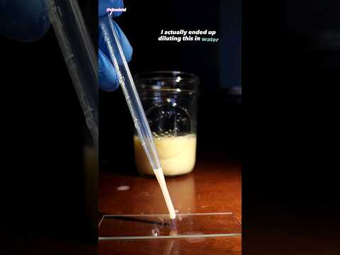 Yakult Drink Under Microscope (Probiotic)
