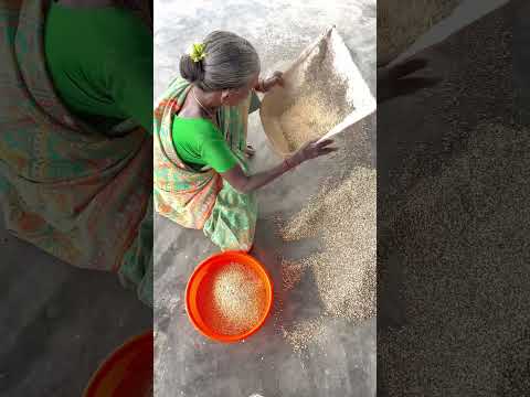 Art of separation! Winnowing. #shorts #winnowing